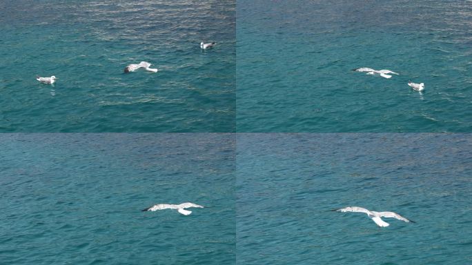 海鸥在海水上空飞翔