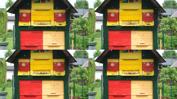 绿地上的蜂箱养蜂人搭建的小屋产蜜