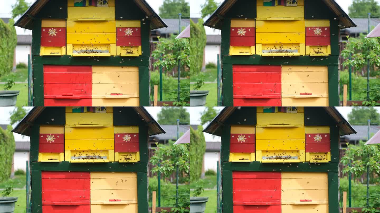 绿地上的蜂箱养蜂人搭建的小屋产蜜