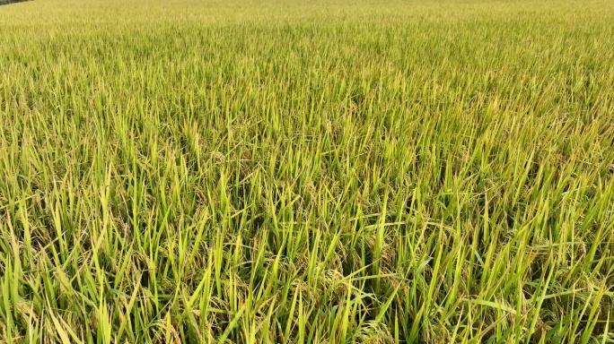2022航拍水稻稻田