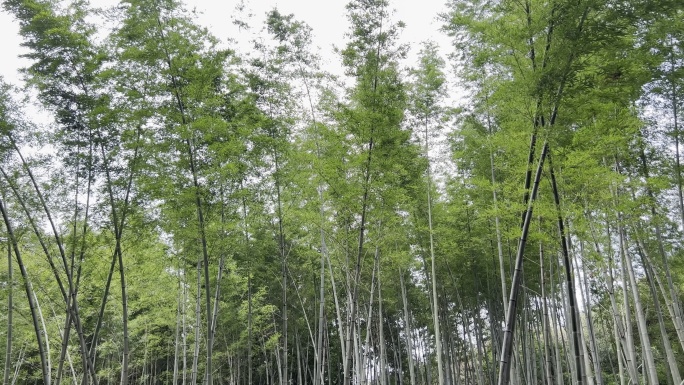 户外山里安静的竹林