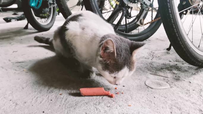 一只吃火腿肠的流浪猫视频素材