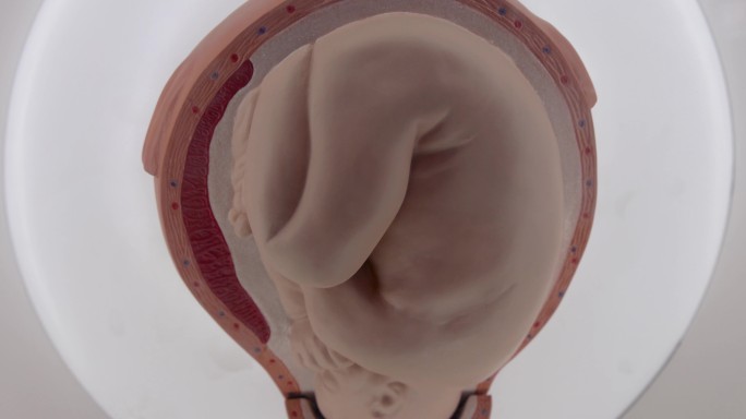 四川科技馆：人类胎儿模型展示