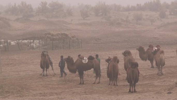 放骆驼人家的一天