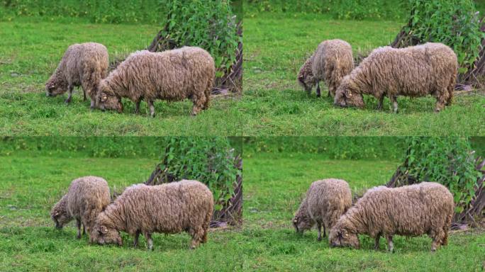 牧场上的羊山羊吃草散养绵羊