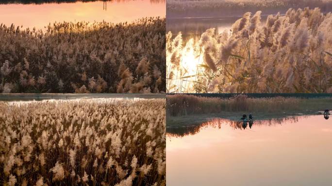 冬日夕阳芦苇湿地钓鱼