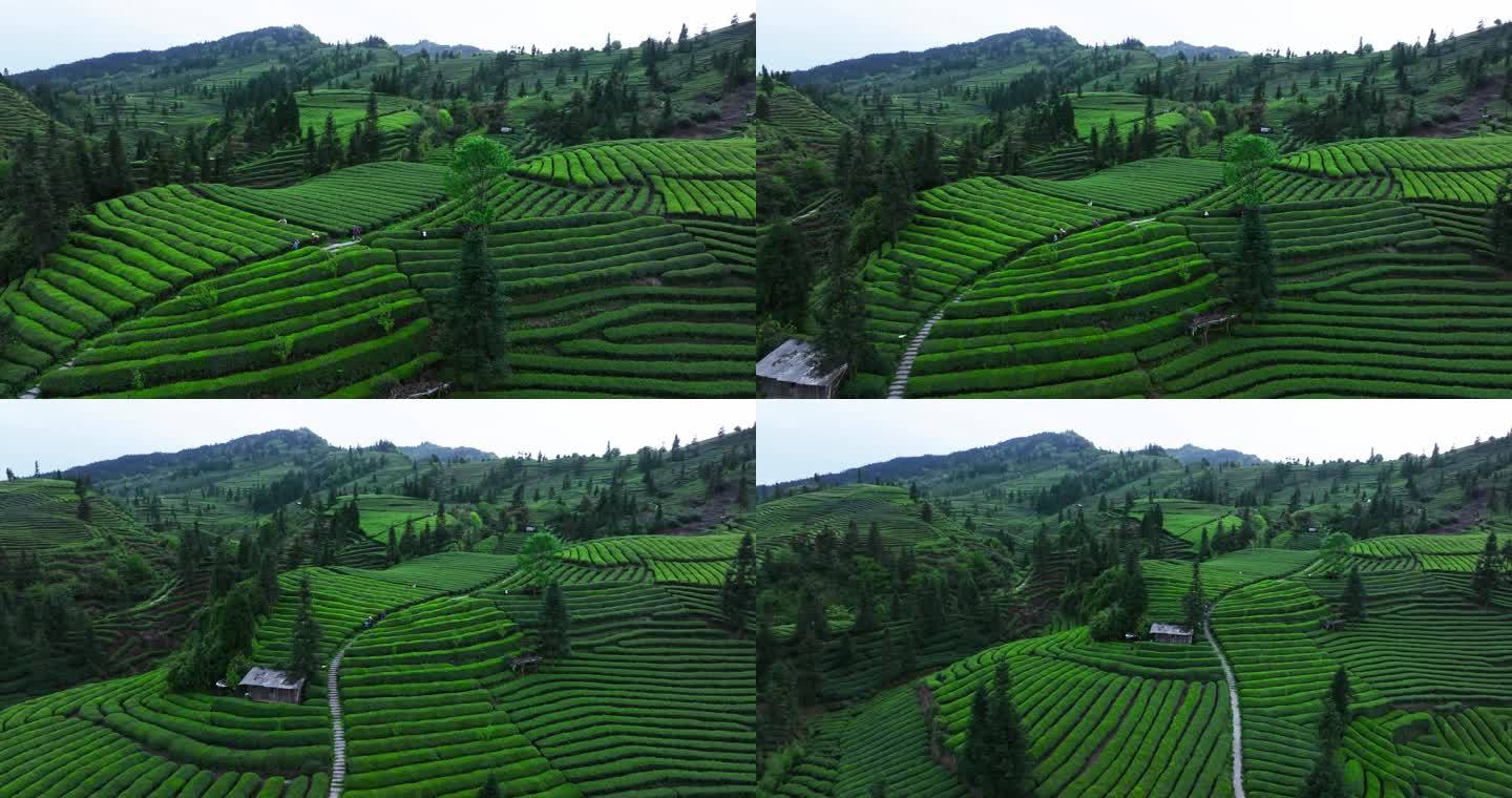 峨眉山下茶农走在绿油油的茶山航拍风景