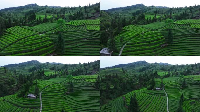 峨眉山下茶农走在绿油油的茶山航拍风景