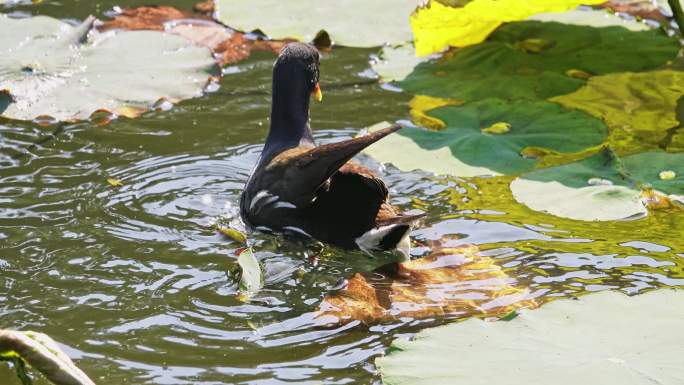 黑水鸡母子在南湘公园湖里觅食