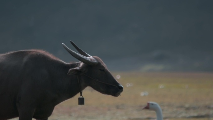 水牛升格视频乡下农村吃草水牛摇动耳朵