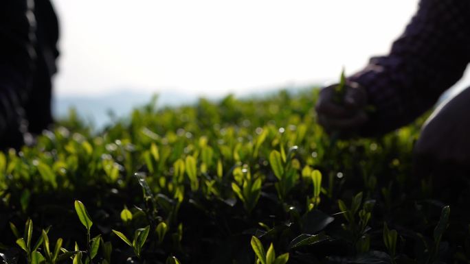 采茶 摘茶