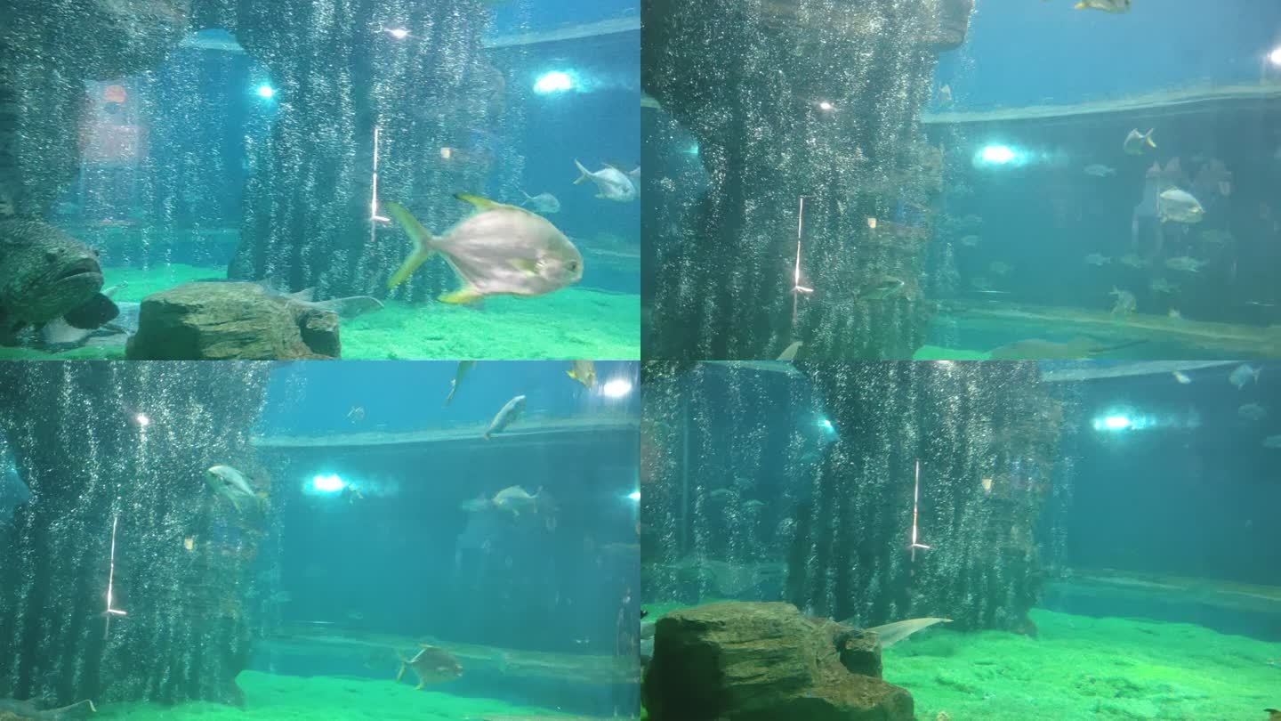巨型石斑鱼龙趸