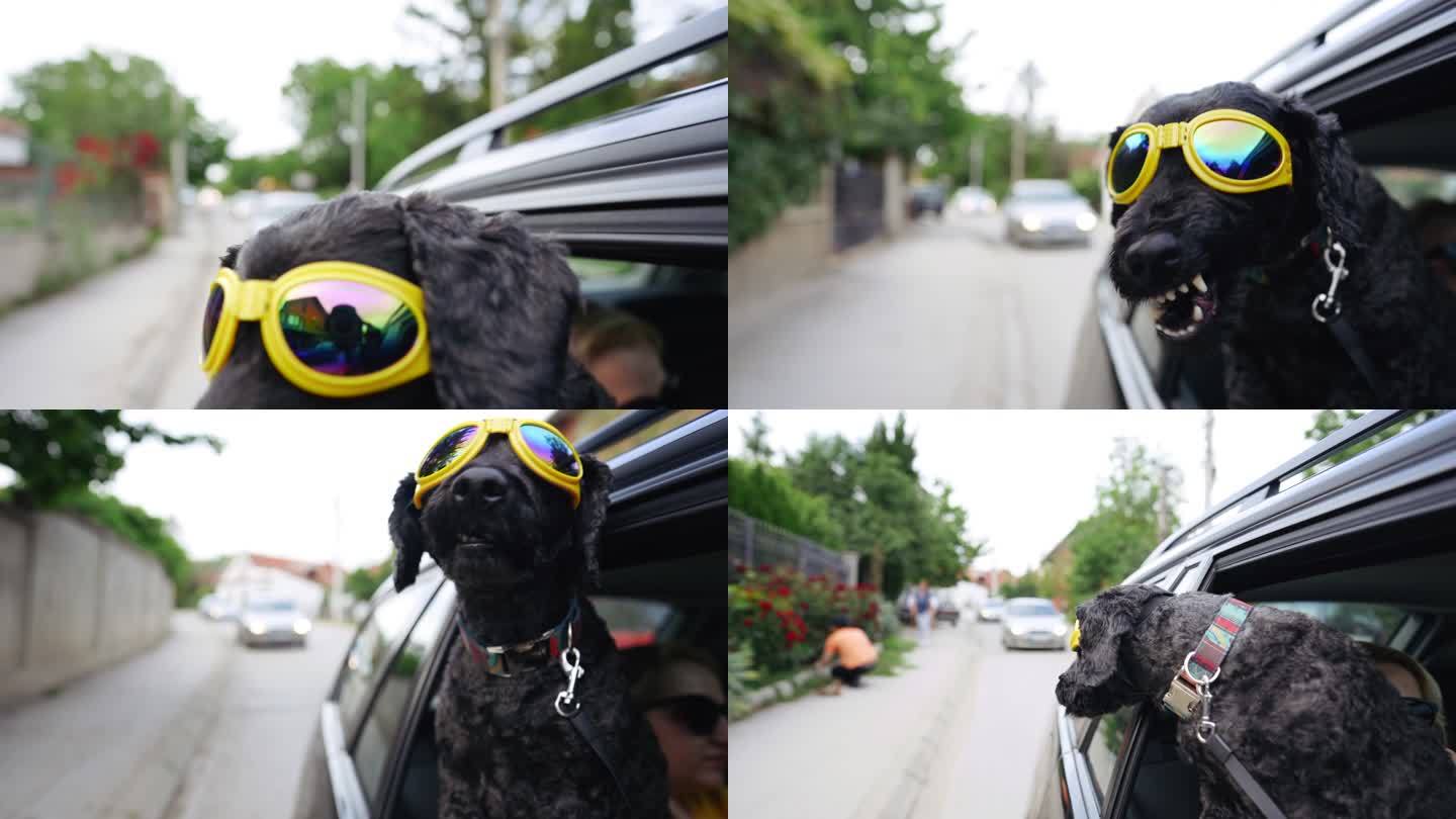 酷黑色狗带墨镜享受骑行