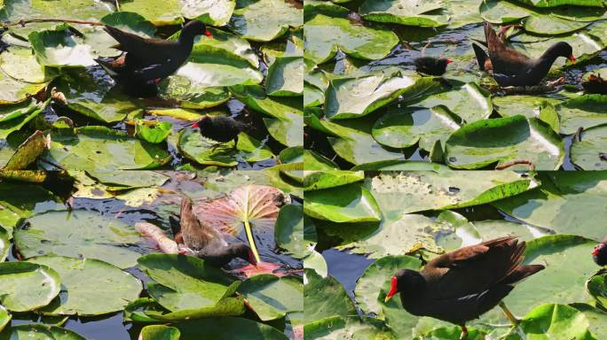 黑水鸡母子在南湘公园湖睡莲荷叶上觅食