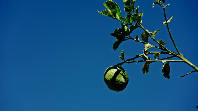 蓝天下树枝上的果实