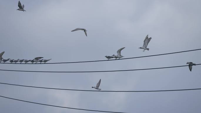 电线鸟群飞-慢镜头