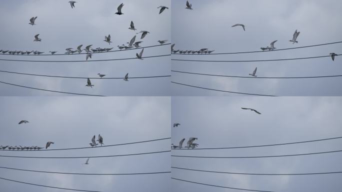 电线鸟群飞-慢镜头