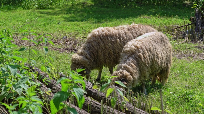 牧场上的羊实拍绵羊特写