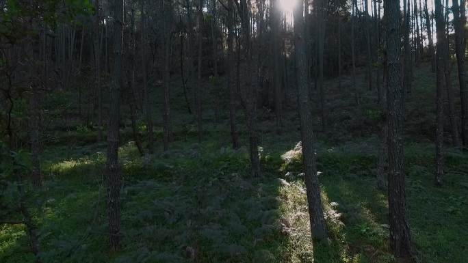 原始森林视频云南楚雄山区云南松树林近景