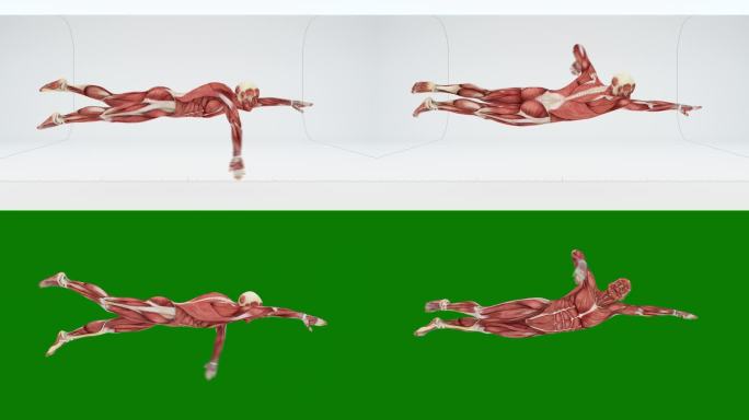 男子肌肉自由泳教学核心展示纤维