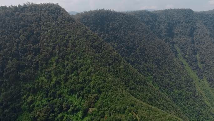 原始森林穿行云南山区摄制组拍摄松树林远景