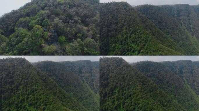 原始森林穿行云南山区摄制组拍摄松树林远景