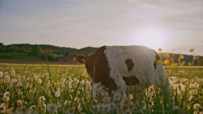 远景：小牛犊在牧场上吃草