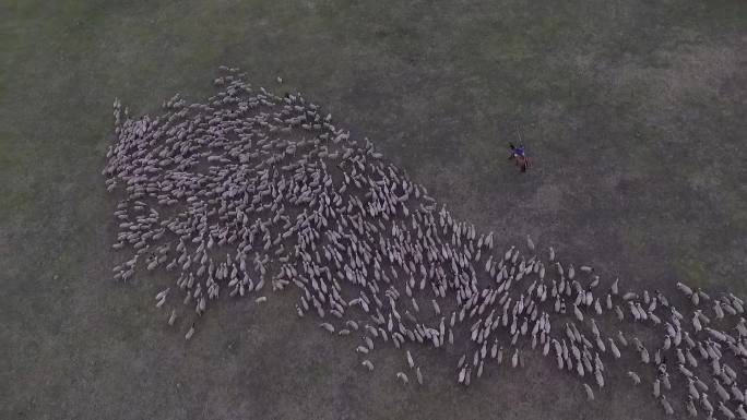 草原羊群牛群驴牧民放牧奔跑湖泊航拍
