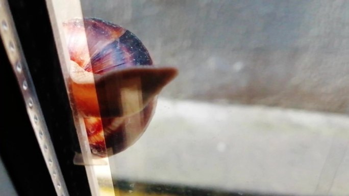 棕色蜗牛在窗户上滑行