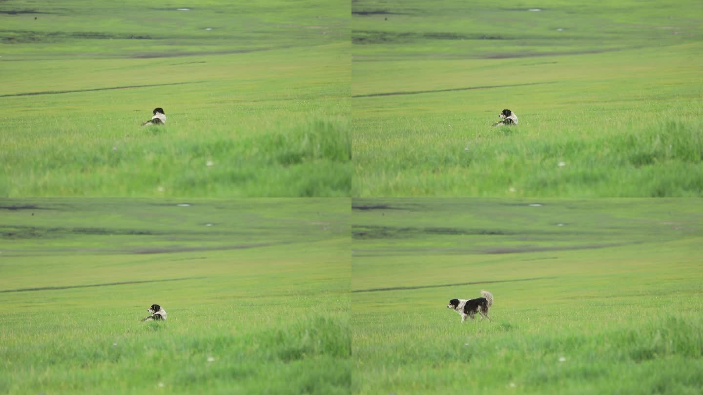 内蒙古草原牧羊犬小狗