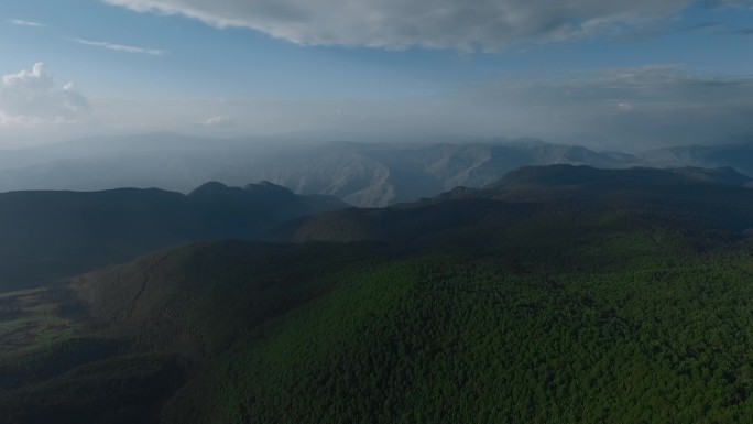 原始森林视频云南山区一望无际松树林全景