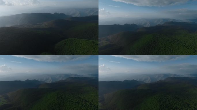 原始森林视频云南山区一望无际松树林全景