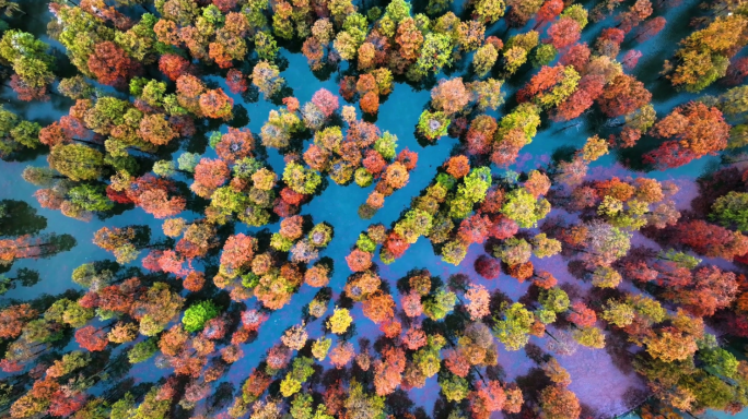 【4分半】池杉湖国家森林公园 南京秋景