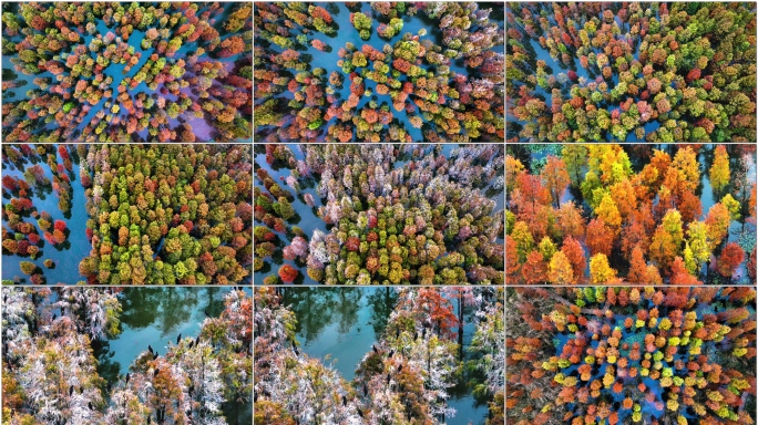 【4分半】池杉湖国家森林公园 南京秋景
