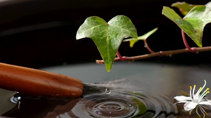 叶子上的水滴滴入水中 水中毛笔漂浮的花瓣