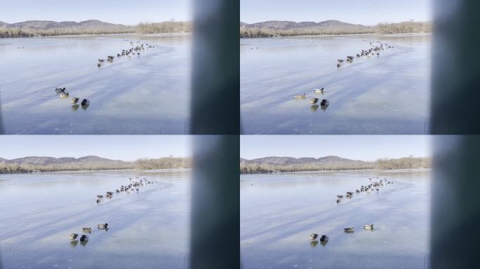 北京的冬天冰冻的河面上野鸭子鸳鸯