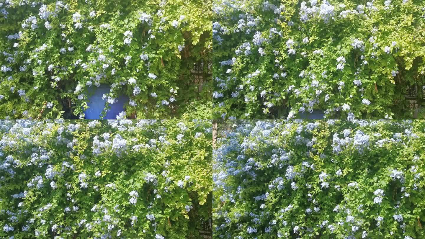 一墙蓝色的小花满墙花