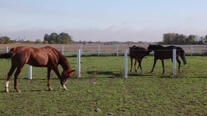 阳光明媚的秋天，两匹马在篱笆后面小跑