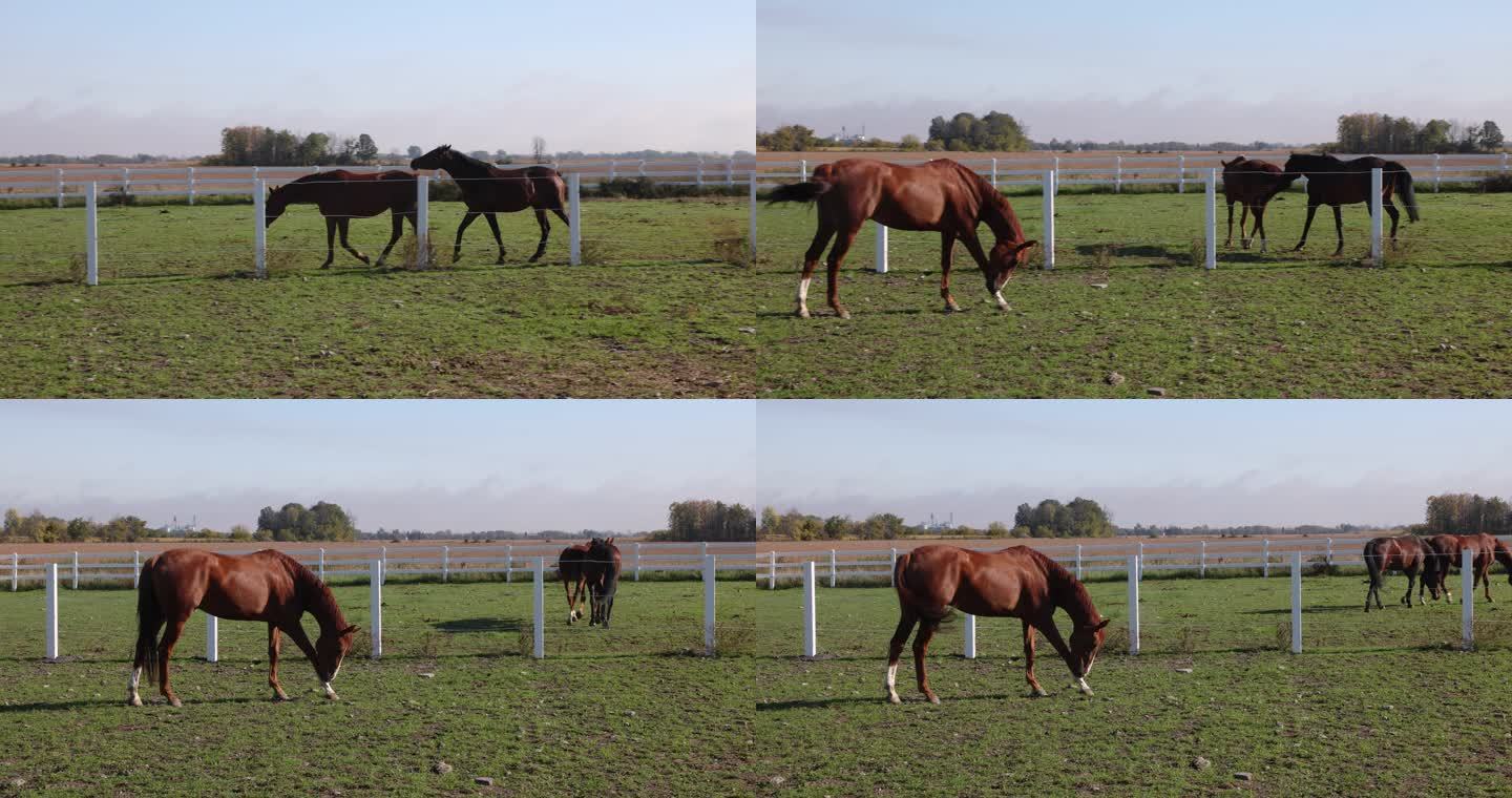 阳光明媚的秋天，两匹马在篱笆后面小跑