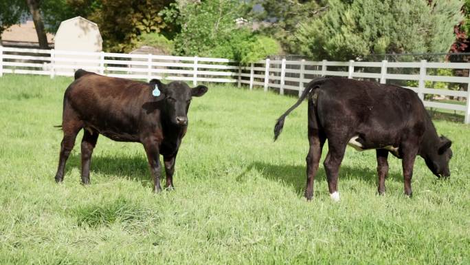 草地上放牧的家养小牛