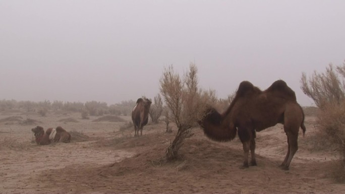 拴在梭梭树上的骆驼