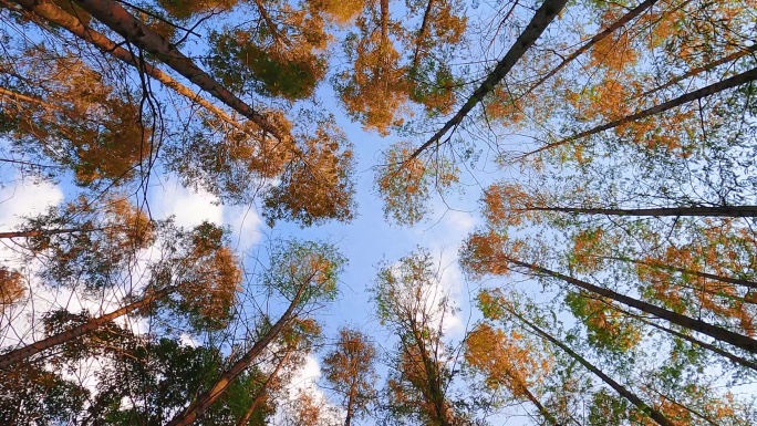 仰拍秋天的松树林延时视频
