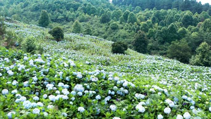 绣球花 八仙花 紫阳花4K航拍