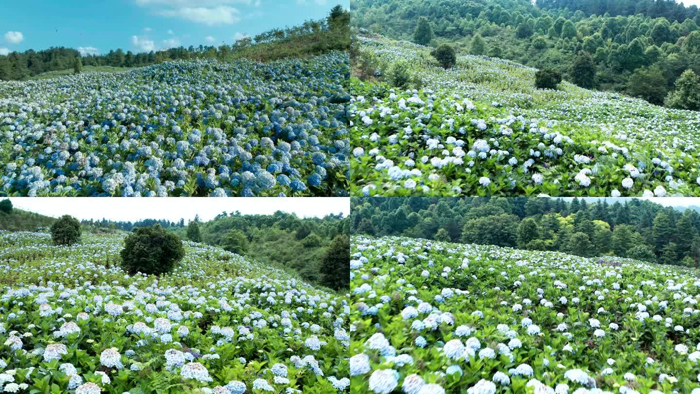 绣球花 八仙花 紫阳花4K航拍