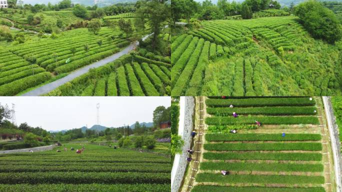 4K航拍茶园绿色环保千山茶园茶叶最美茶园