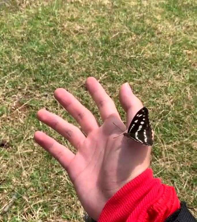 蝴蝶在手上扇动翅膀