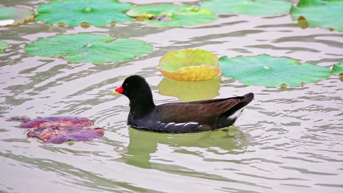 升格拍摄野生黑水鸡母子清晨在南湖公园觅食