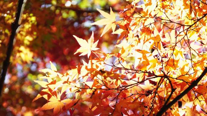 美丽的秋天树叶颜色枫叶和树。