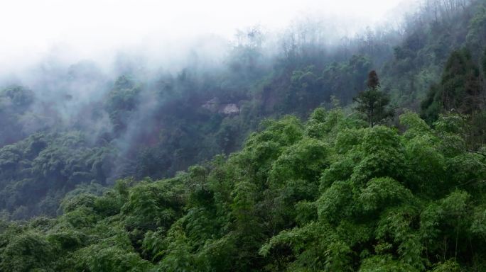 峨眉山下烟雨蒙蒙竹林大山航拍风景