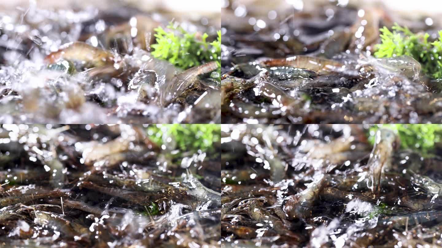 新鲜河虾活河虾活虾湖虾